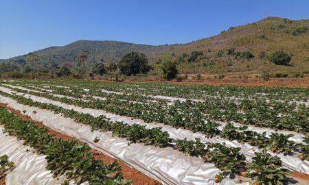 ହସ ଫୁଟେଇଛି ଷ୍ଟ୍ରବେରି ଚାଷ