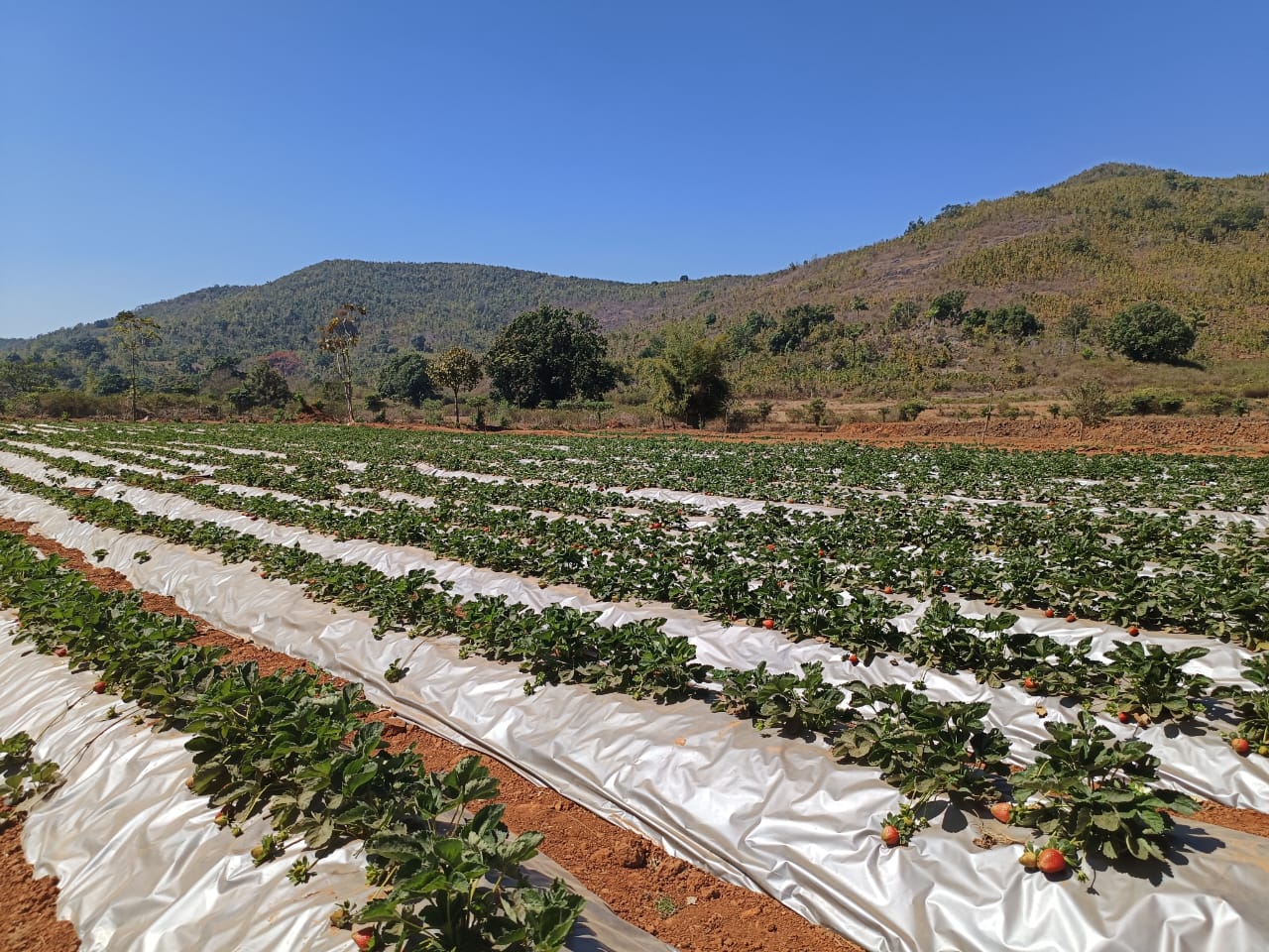 ହସ ଫୁଟେଇଛି ଷ୍ଟ୍ରବେରି ଚାଷ