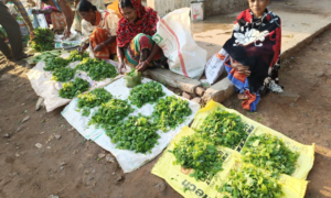 ଖରା ଦିନ ରେ ପ୍ରଥମ ପସନ୍ଦ ବରିଡା ଶାଗ