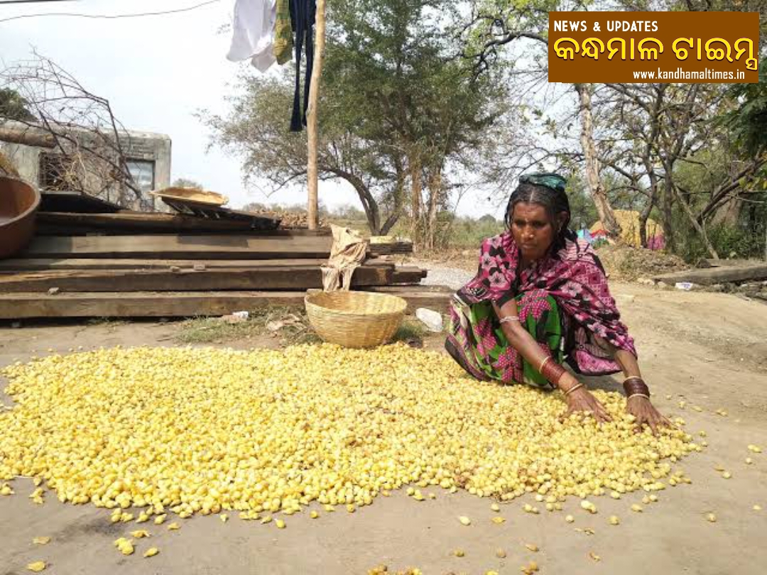 ଆଦିବାସୀଙ୍କୁ ରୋଜଗାର ଦେଇଛି ମହୁଲ ଫୁଲ