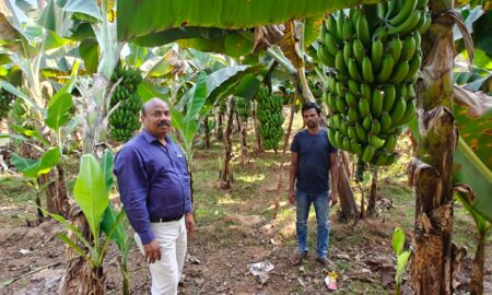 କଦଳୀ ଚାଷ ପରିଦର୍ଶନ କଲେ   ବାଲିଗୁଡ଼ା ଆଇଟିଡିଏ ପ୍ରକଳ୍ପ ପ୍ରଶାସକ