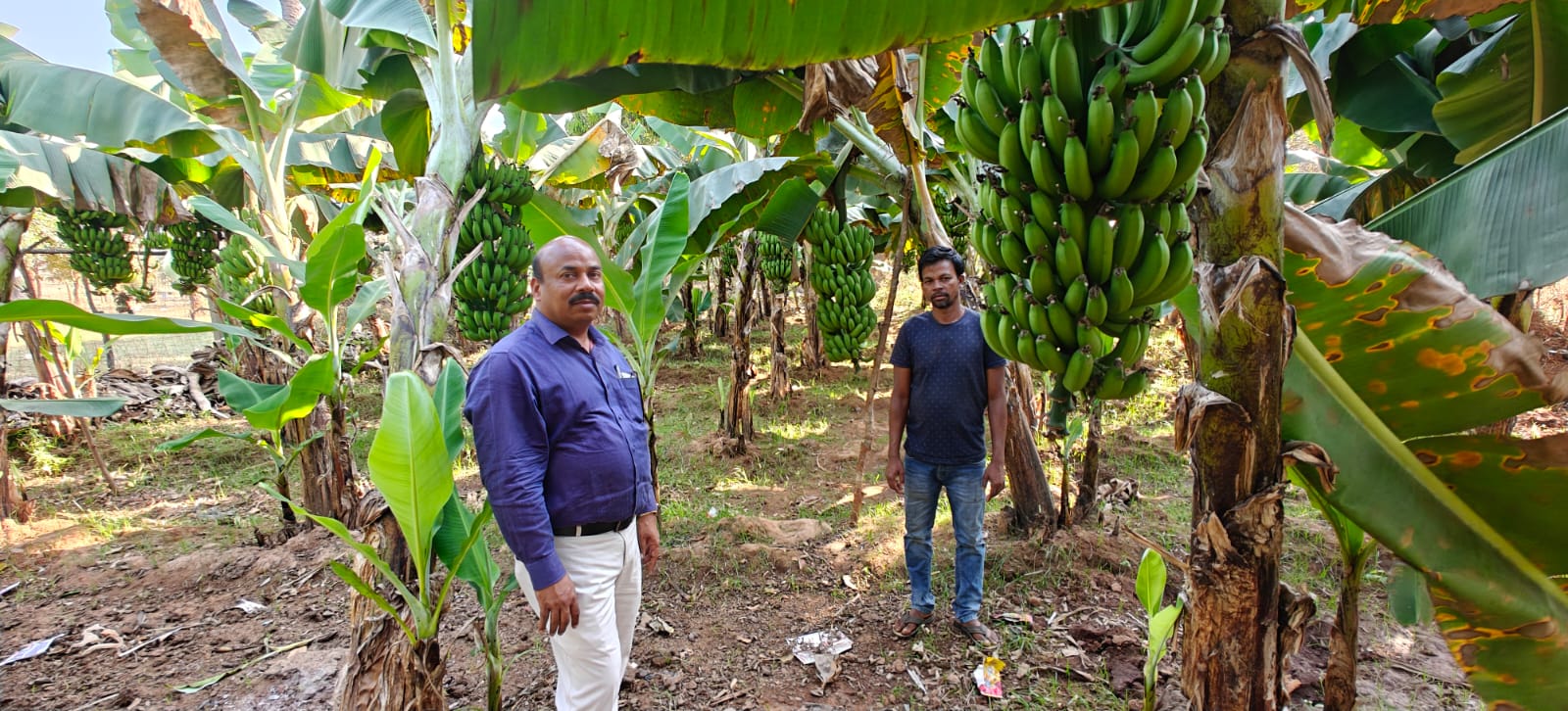 କଦଳୀ ଚାଷ ପରିଦର୍ଶନ କଲେ   ବାଲିଗୁଡ଼ା ଆଇଟିଡିଏ ପ୍ରକଳ୍ପ ପ୍ରଶାସକ