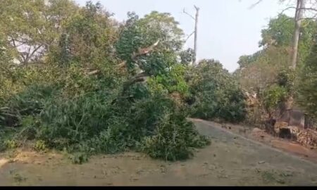 ଫୁଲବାଣୀ – ସାରଙ୍ଗଡ – ବାଲିଗୁଡା ରାସ୍ତା ଗଛ ପଡି  ଅବରୋଧ , ଦୁଇ ଘଣ୍ଟା ପରେ ହଟିଲା