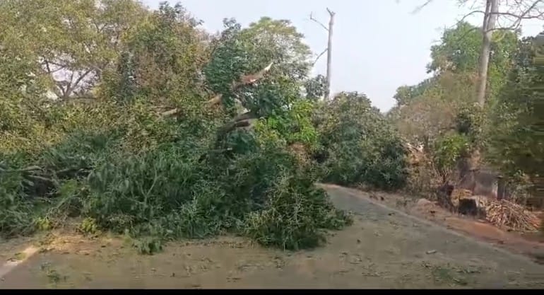 ଫୁଲବାଣୀ – ସାରଙ୍ଗଡ – ବାଲିଗୁଡା ରାସ୍ତା ଗଛ ପଡି  ଅବରୋଧ , ଦୁଇ ଘଣ୍ଟା ପରେ ହଟିଲା