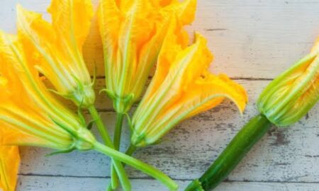 ରୋଗ ପ୍ରତିରୋଧକ ଶକ୍ତି ବୃଦ୍ଧି କରେ କଖାରୁଫୁଲ