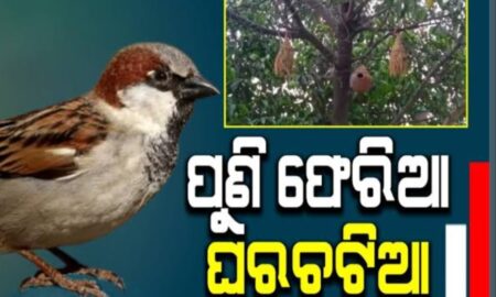 ଆଜି ବିଶ୍ୱ ଘର ଚଟିଆ ଦିବସ