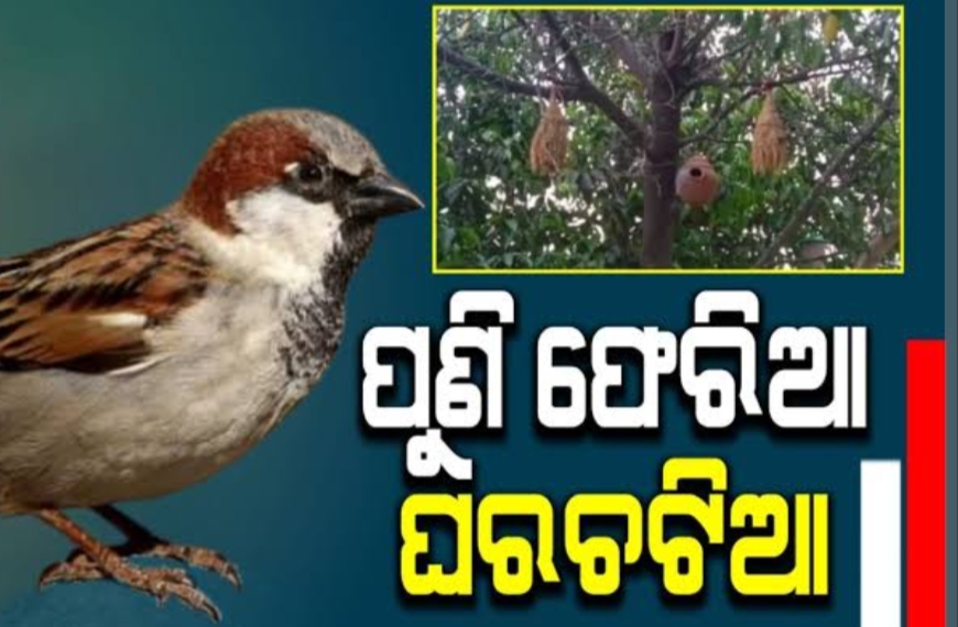 ଆଜି ବିଶ୍ୱ ଘର ଚଟିଆ ଦିବସ