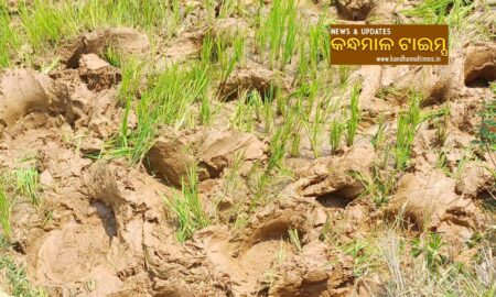 କନ୍ଧମାଳ ମୁହାଁ ହେଲେ ଘୁମୁସର ଜଙ୍ଗଲର ୨୮ ଟିକିଆ ହାତୀ ପଲ