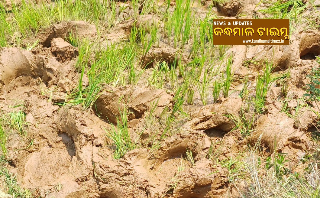 କନ୍ଧମାଳ ମୁହାଁ ହେଲେ ଘୁମୁସର ଜଙ୍ଗଲର ୨୮ ଟିକିଆ ହାତୀ ପଲ