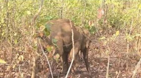 ଗୋଚ୍ଛାପଡ଼ା ଜଙ୍ଗଲ ରେ ଦନ୍ତା ହାତୀ