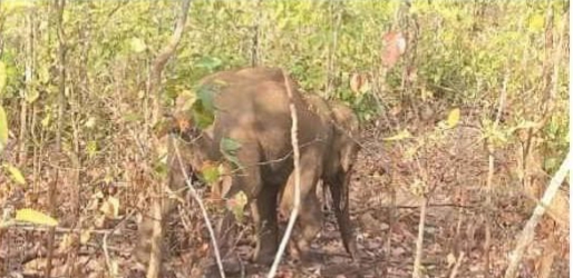 ଗୋଚ୍ଛାପଡ଼ା ଜଙ୍ଗଲ ରେ ଦନ୍ତା ହାତୀ