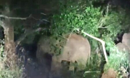 କଳିଙ୍ଗା – ଜି.ଉଦୟଗିରି ରାସ୍ତା ନିକଟ ରେ ହାତୀ !