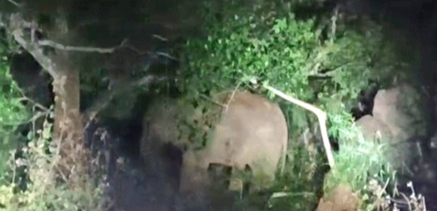 କଳିଙ୍ଗା – ଜି.ଉଦୟଗିରି ରାସ୍ତା ନିକଟ ରେ ହାତୀ !