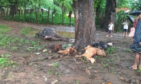 ବଜ୍ରାଘାତରେ ୧ ମଇଁଷି ସହ ୧୦ ଟି ଛେଳି ମୃତ, ଅଳ୍ପକେ ବର୍ତ୍ତିଲେ ଛେଳି ଚରାଳି