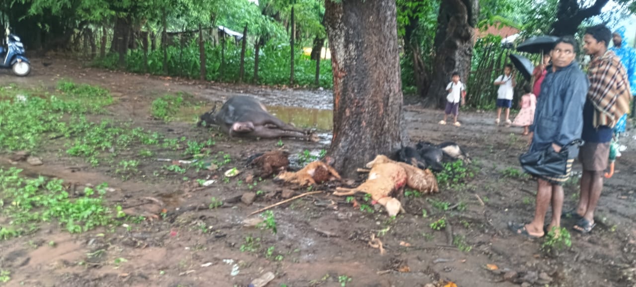 ବଜ୍ରାଘାତରେ ୧ ମଇଁଷି ସହ ୧୦ ଟି ଛେଳି ମୃତ, ଅଳ୍ପକେ ବର୍ତ୍ତିଲେ ଛେଳି ଚରାଳି