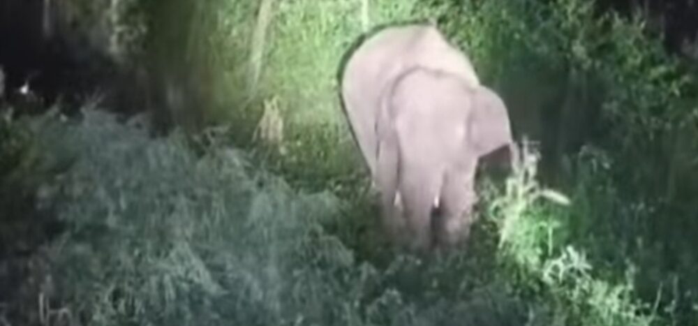 ଘୁମୁସର ଜଙ୍ଗଲ କୁ ଫେରିଲେ ହାତୀ