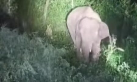 ଘୁମୁସର ଜଙ୍ଗଲ କୁ ଫେରିଲେ ହାତୀ