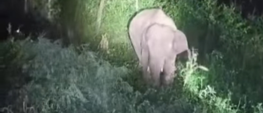 ଘୁମୁସର ଜଙ୍ଗଲ କୁ ଫେରିଲେ ହାତୀ